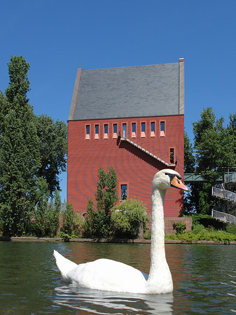 Foto Schwan vor dem Neuen Portikus