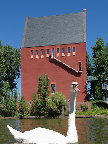 Fotos Schwan vor dem Neuen Portikus | Frankfurt am Main