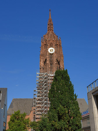 Kaiserdom St. Bartholomäus mit Baum