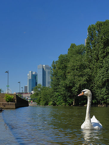 Foto Main mit Schwan - Frankfurt am Main