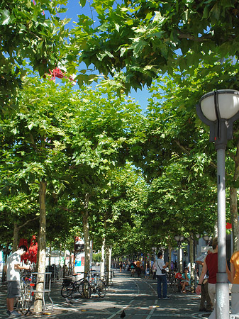 Fotos Bäume auf Zeil