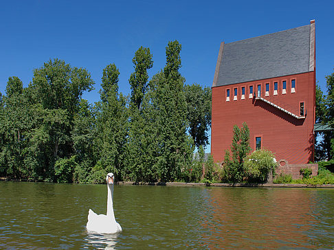 Fotos Schwan vor dem Neuen Portikus