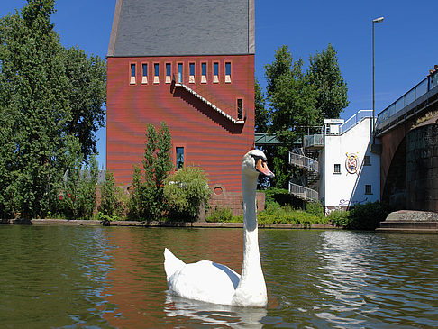 Foto Schwan vor dem Neuen Portikus - Frankfurt am Main