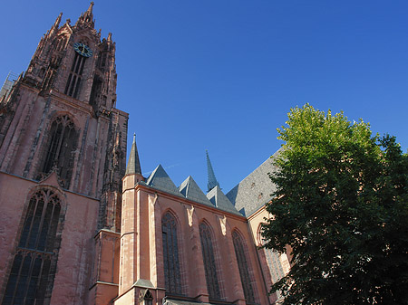 Fotos Kaiserdom St. Bartholomäus mit Baum | Frankfurt am Main