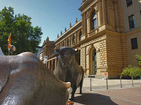 Bulle und Bär